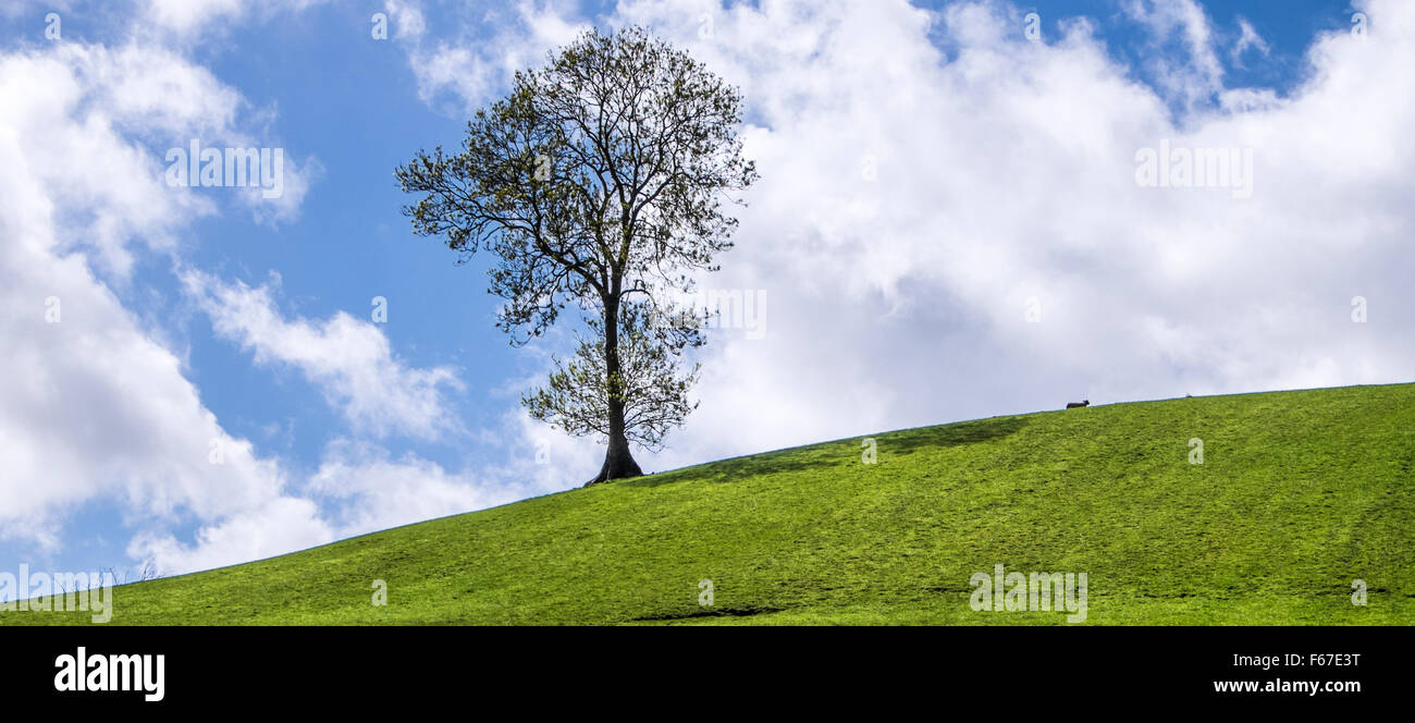 Les moutons, le ciel et la colline parlementaire. Banque D'Images