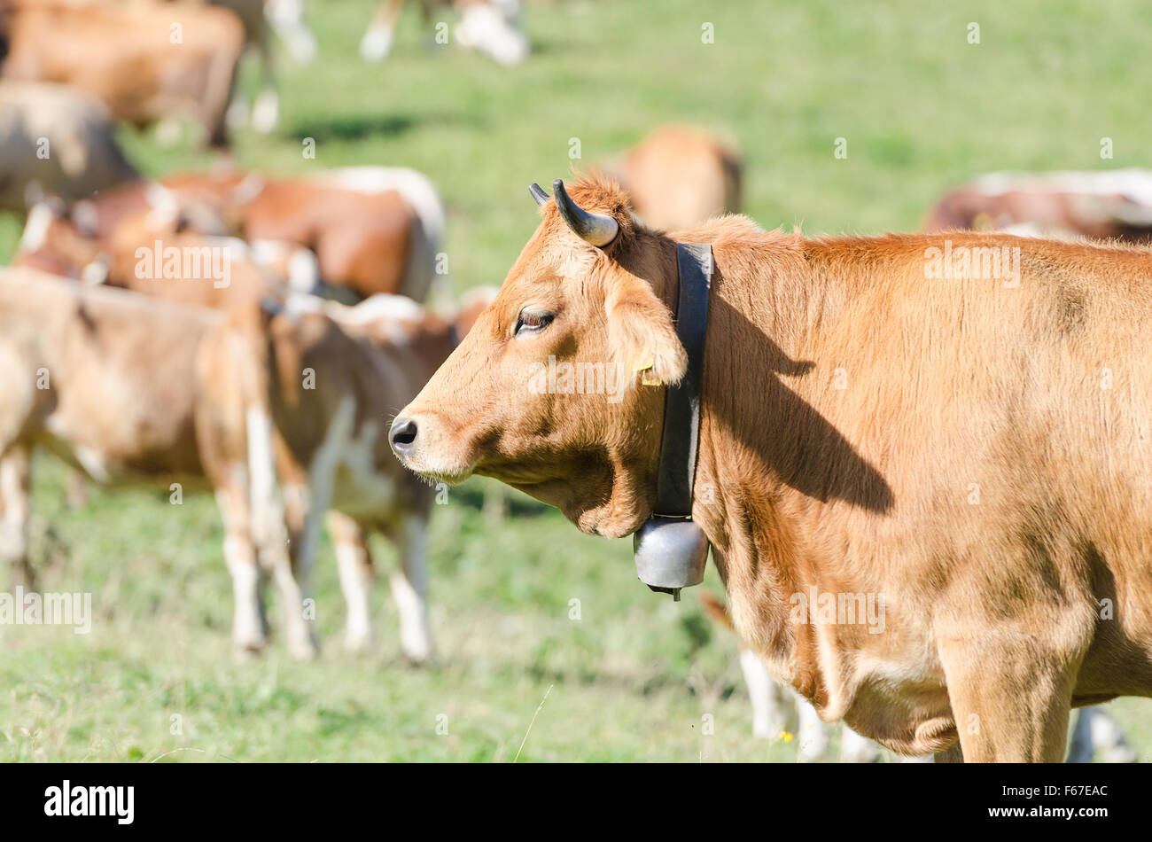 Portrait de profil de tête de gingembre rouge contre vache troupeau de bêtes brouter sur terrain ensoleillé Banque D'Images