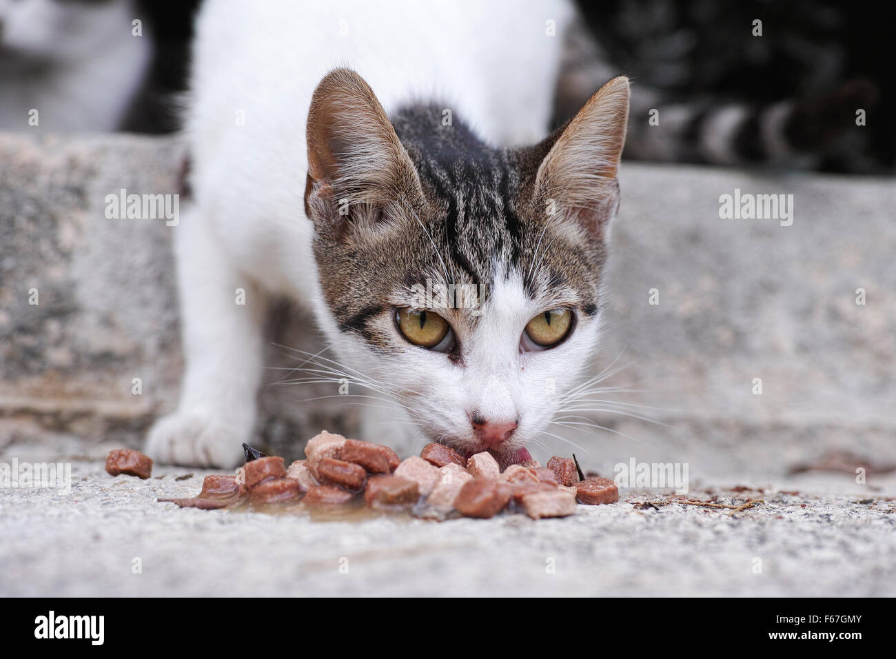 Stray Cat de manger de la nourriture pour chats. Close up. Banque D'Images