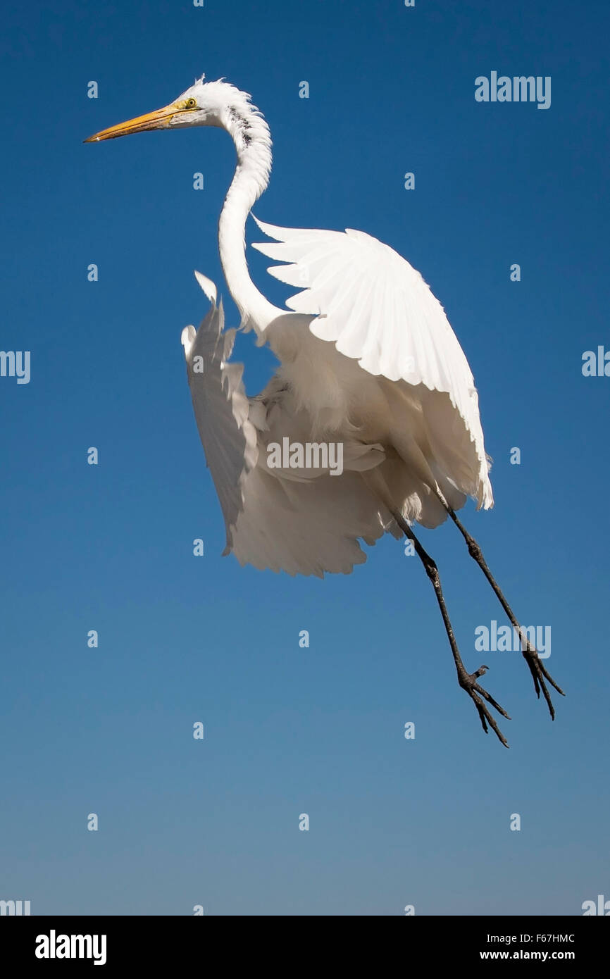 Seule grande aigrette (Ardea alba) a apparemment flotte sur l'air au niveau du lac Chapala, Mexique. Banque D'Images