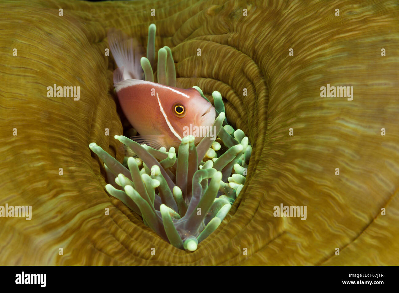 Poisson Clown Amphiprion perideraion, rose, le Parc National de Komodo, Indonésie Banque D'Images