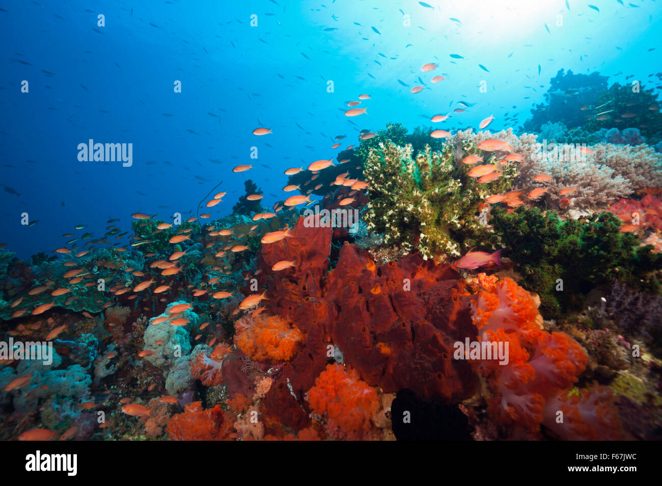 Les récifs coralliens colorés, le Parc National de Komodo, Indonésie Banque D'Images