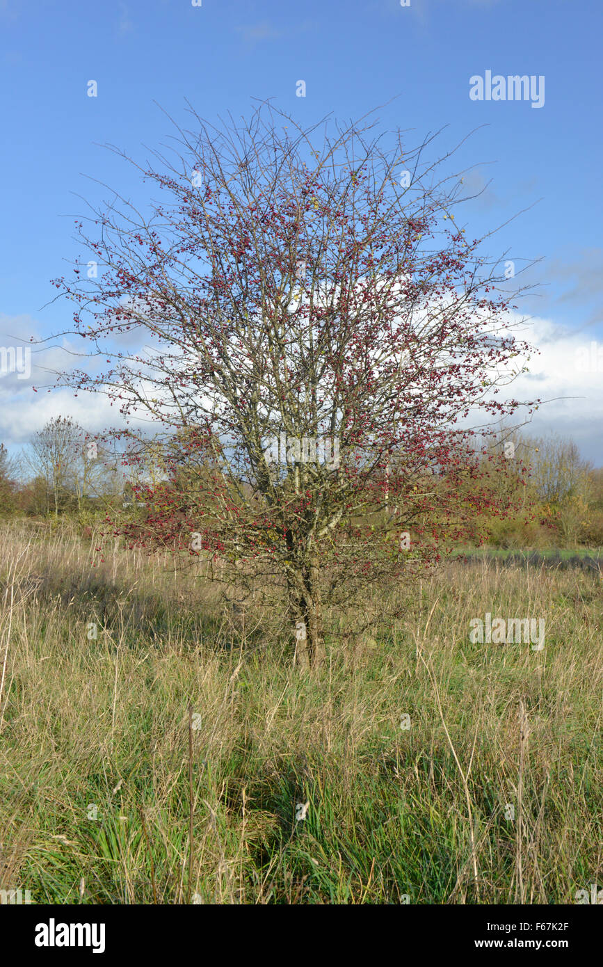 - L'Aubépine commune Crataegus monogyna Rosaceae Banque D'Images