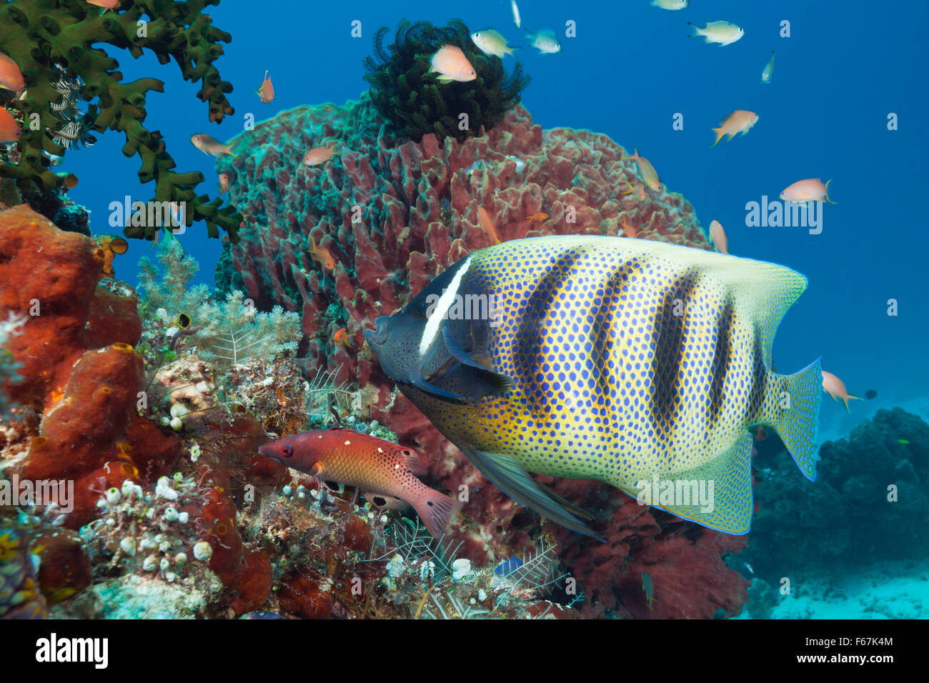 Six-banded Angelfish Pomacanthus sexstriatus,, le Parc National de Komodo, Indonésie Banque D'Images