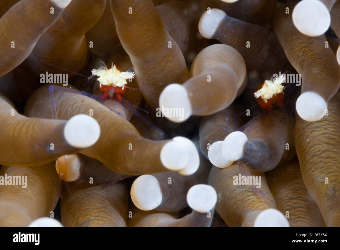Les champignons, crevette Periclimenes kororensis Commensal, le Parc National de Komodo, Indonésie Banque D'Images