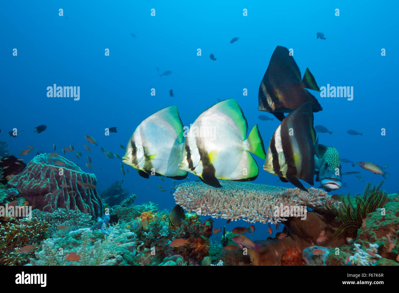 Groupe de platax Platax pinnatus, pennées, le Parc National de Komodo, Indonésie Banque D'Images