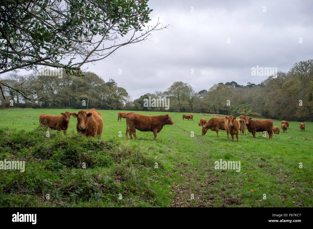 Le sud du Devon vaches dans un champ à Cornwall Banque D'Images