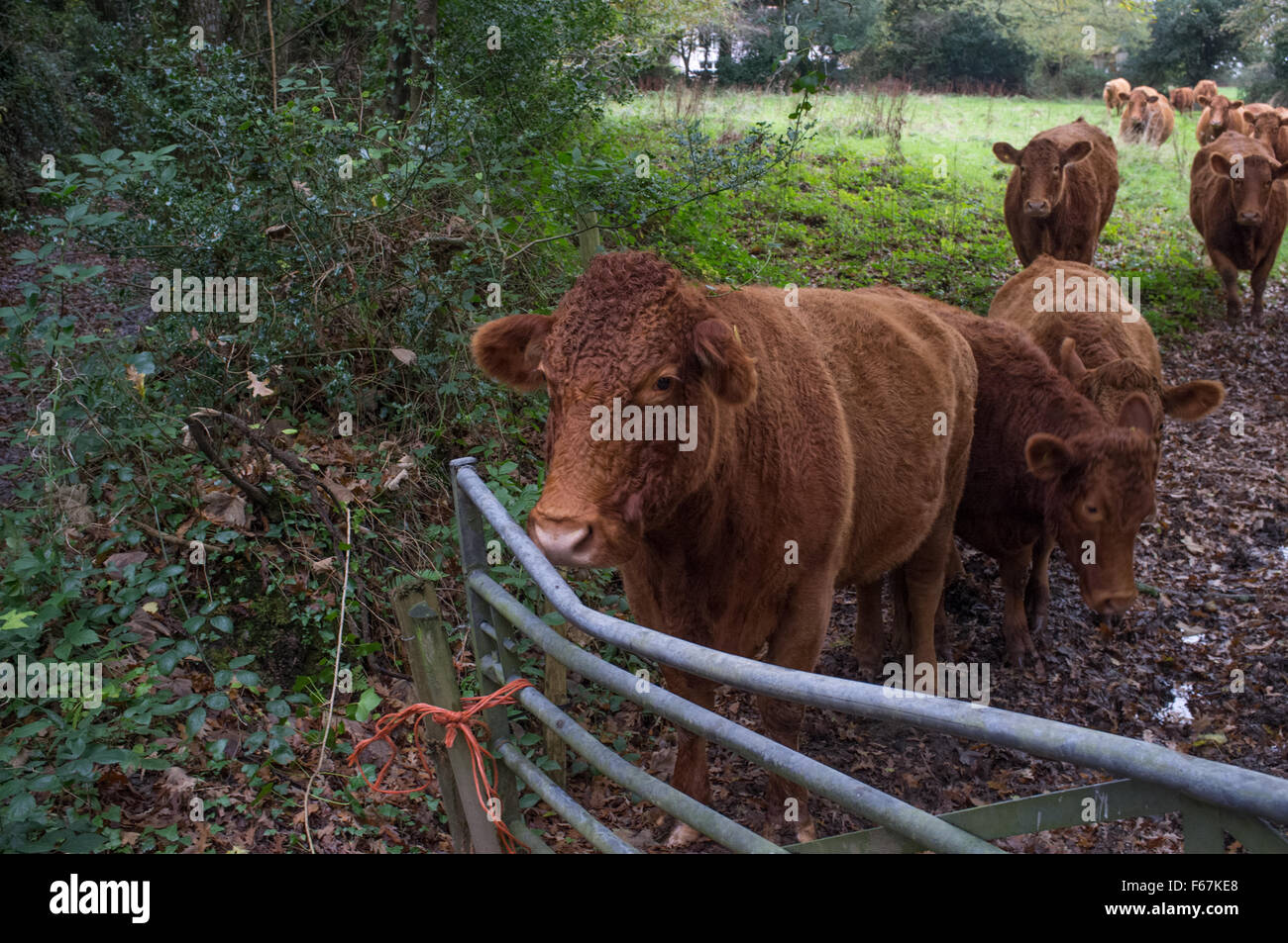 Le sud du Devon vaches dans un champ à Cornwall Banque D'Images