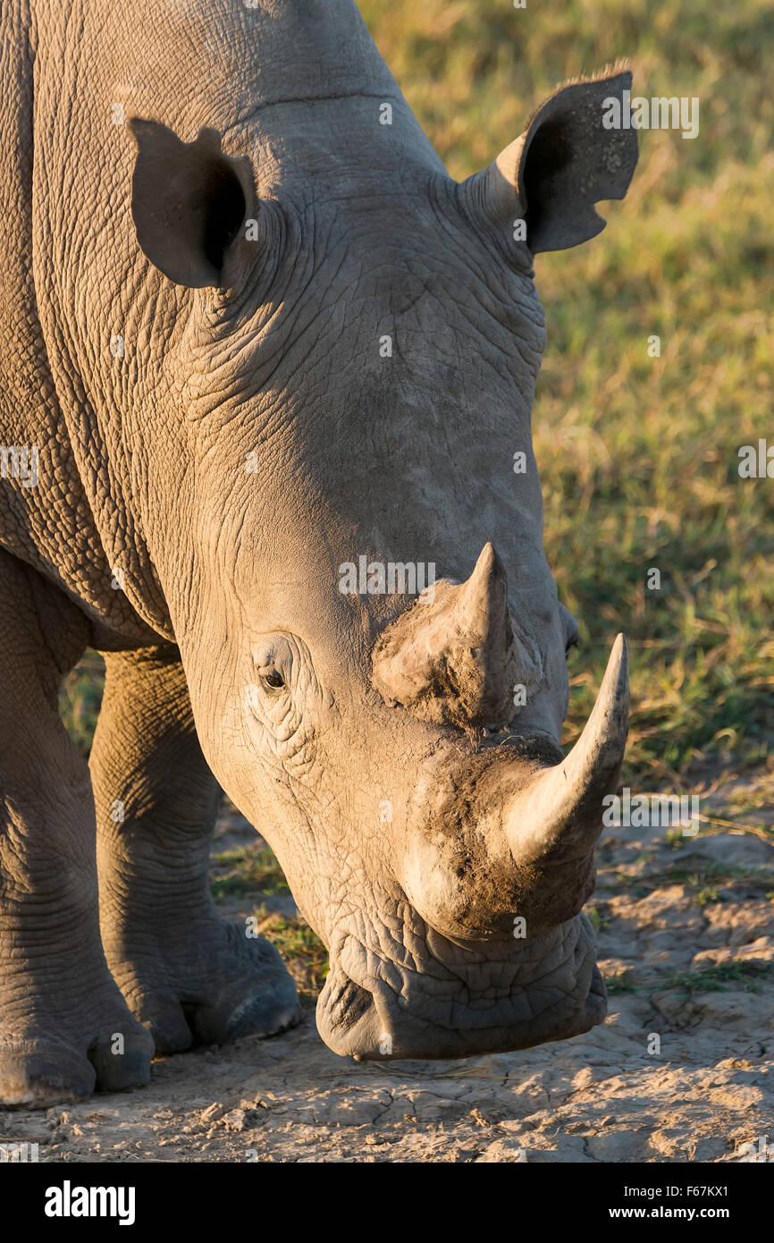 Rhinocéros blanc ou square-lipped rhinoceros (Ceratotherium simum), Portrait, Parc national du lac Nakuru, Kenya Banque D'Images