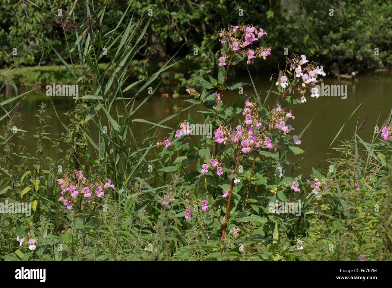 Balsamine de l'Himalaya, Impatiens glandulifera, la floraison dans d'autres veghetation sur la rive de la Kennet and Avon Canal, Août Banque D'Images