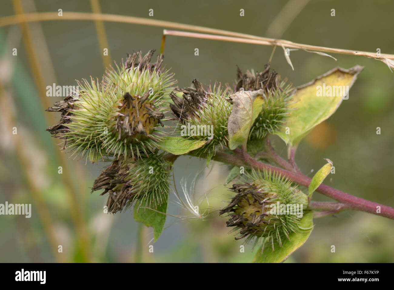 Seedhead de bardane, Arctium minus, les poils de type velcro après la floraison, Berkshire, Août Banque D'Images