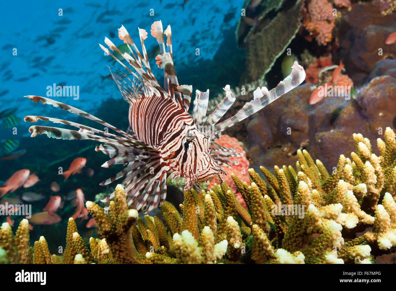 Poisson-papillon dans les récifs coralliens, Pterois volitans, le Parc National de Komodo, Indonésie Banque D'Images