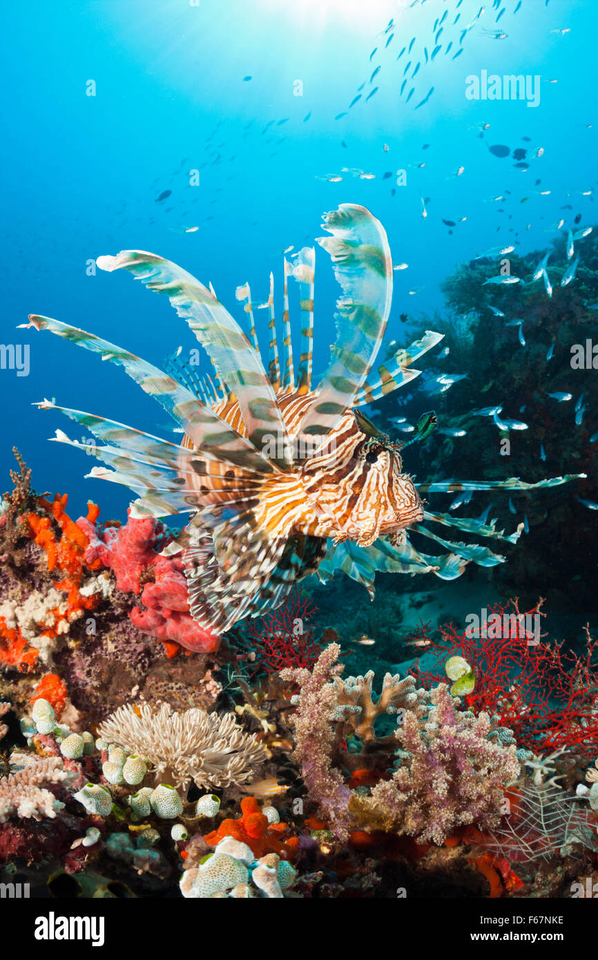 Poisson-papillon dans les récifs coralliens, Pterois volitans, le Parc National de Komodo, Indonésie Banque D'Images