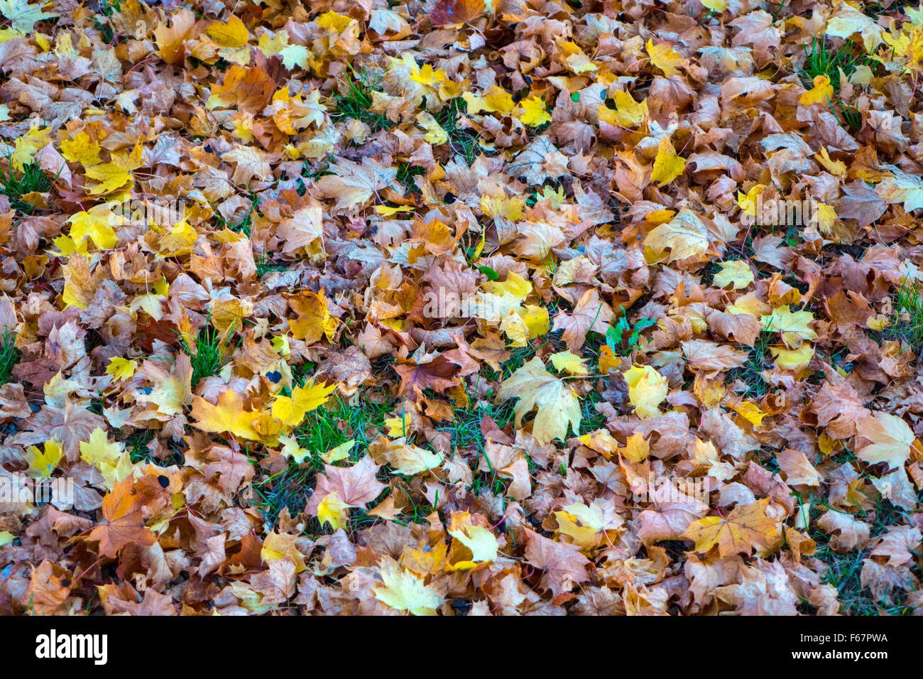 Feuilles d'automne colouful à sec sur le sol, l'automne Banque D'Images