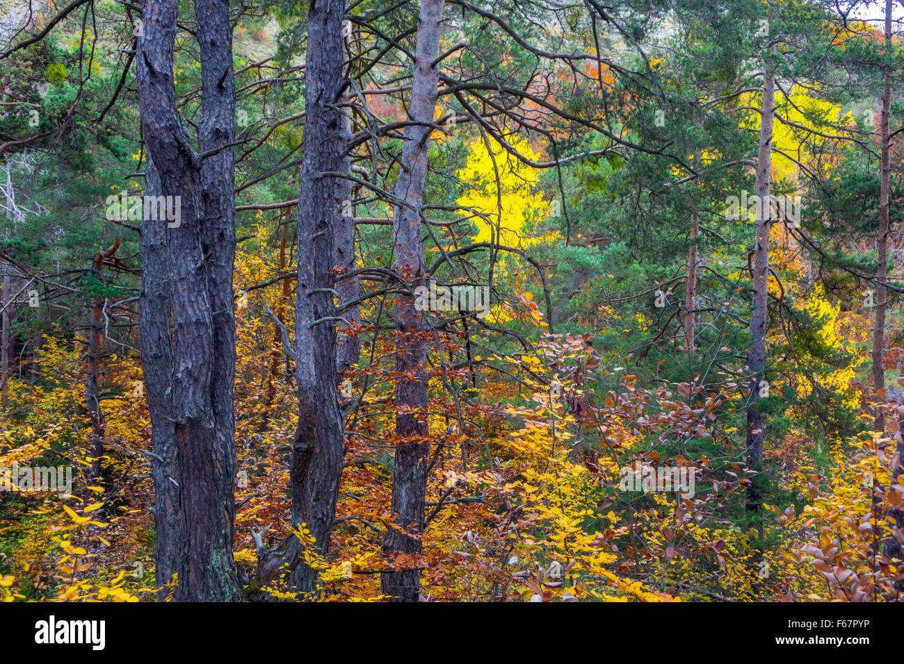 Couleurs d'Automne Couleurs d'automne ensoleillée dans les bois, France Banque D'Images