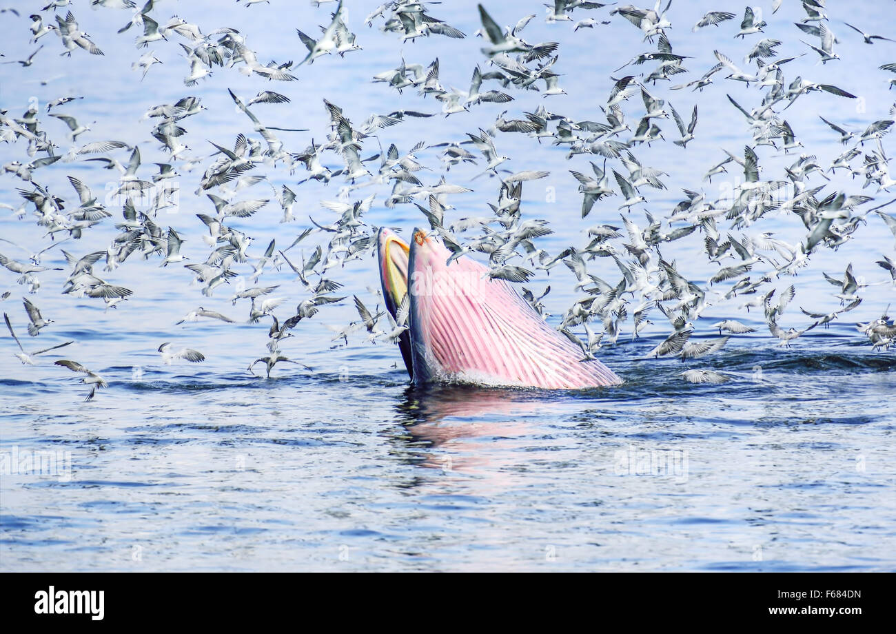 Rorqual de Bryde, Eden's whale la consommation de poisson dans le golfe de Thaïlande. Tandis que beaucoup de vol de mouettes autour. Banque D'Images