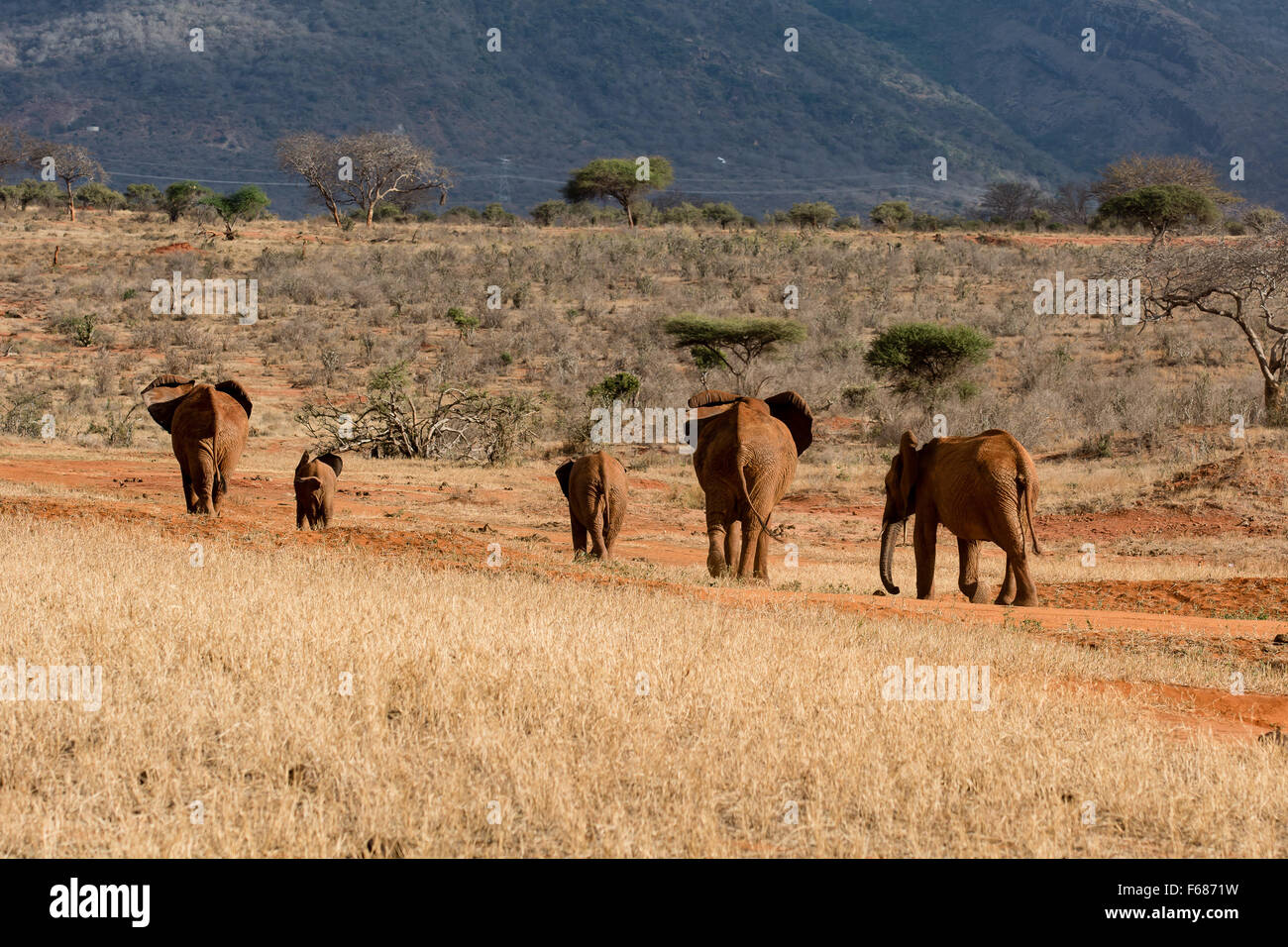 Un troupeau d'éléphants rouge de l'Est de Tsavo au Kenya sont la marche dans la steppe africaine. Banque D'Images