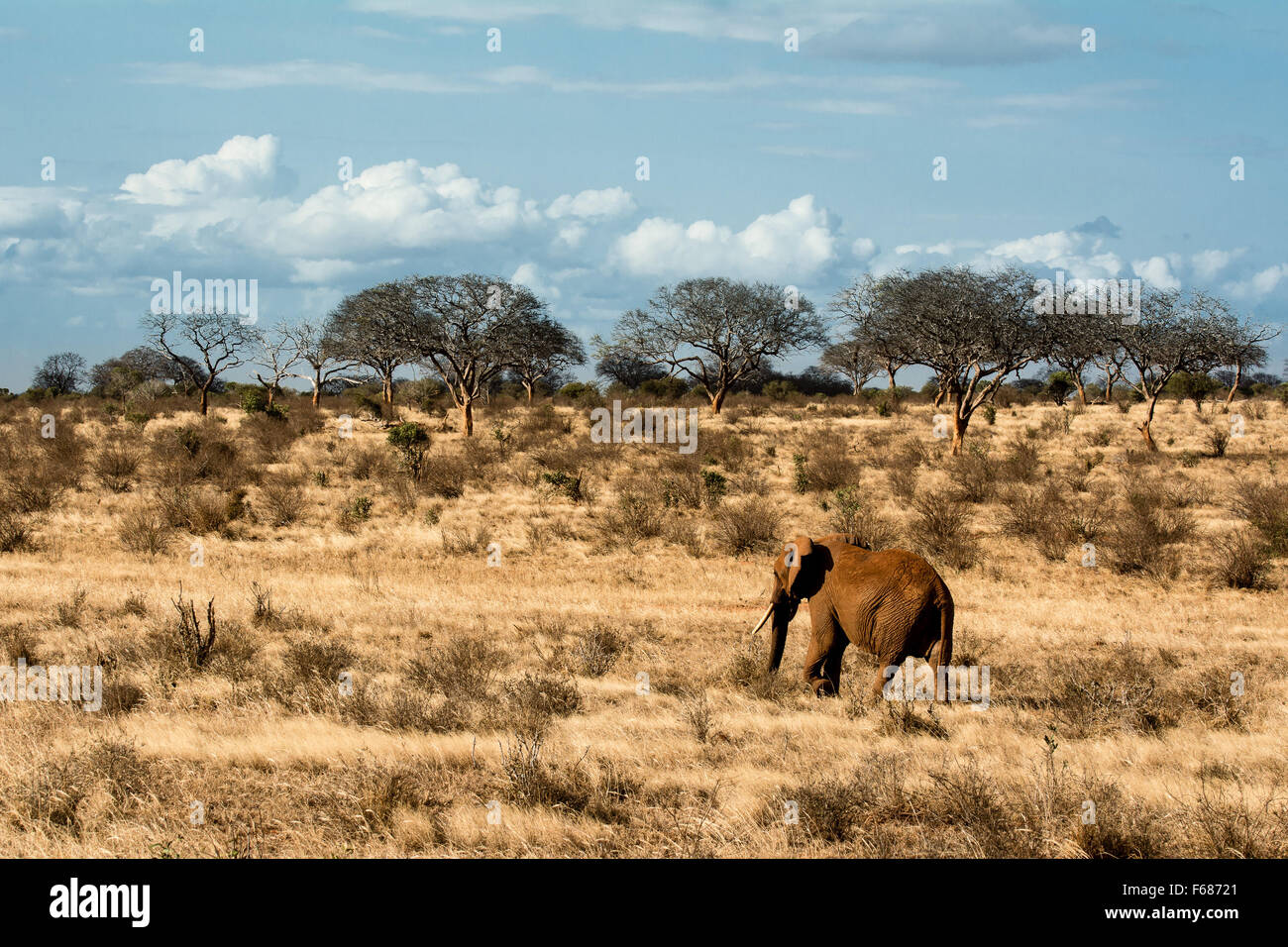 Un éléphant rouge de l'Est de Tsavo Kenya est de marcher seul dans la steppe africaine. Banque D'Images