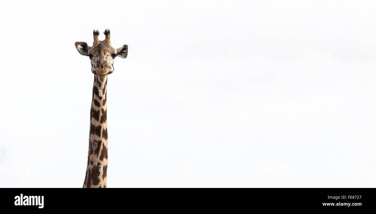 La tête d'une girafe en souriant devant un ciel africain blanc. Banque D'Images