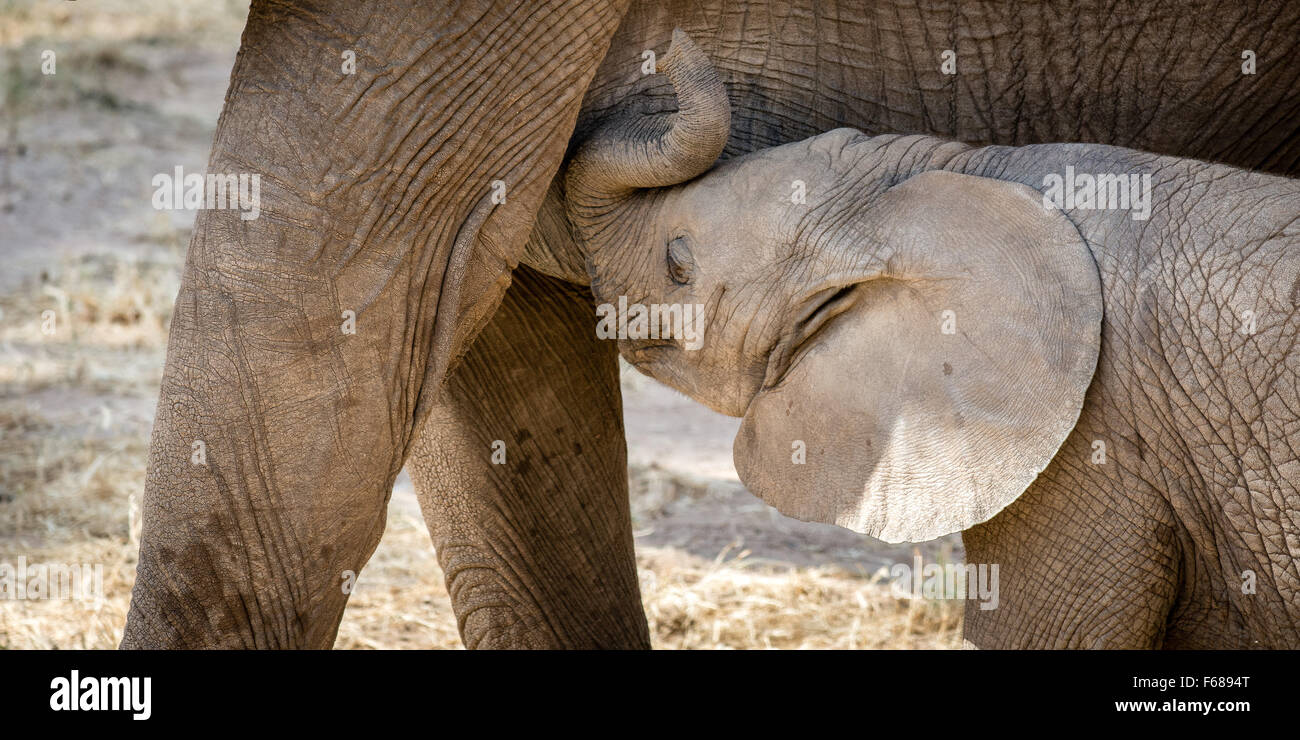 Un Bebe Elephant Est De Boire Du Lait De Sa Mere Au Kenya L Afrique Photo Stock Alamy