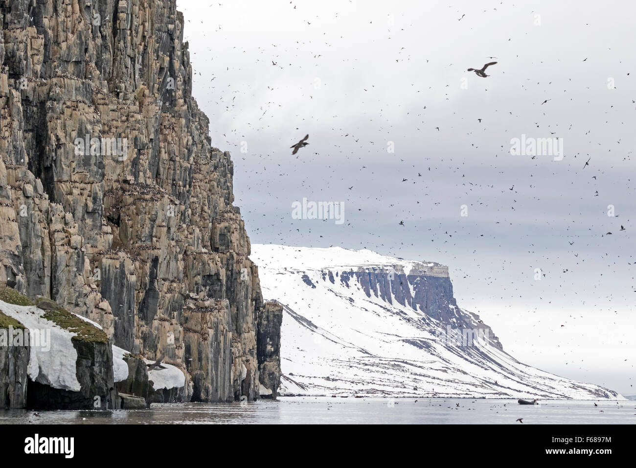 Falaises d'oiseaux Alkefjellet, habitées par des Guillemots de Brünnich Guillemot de Brünnich ou, Hinlopenstretet, Spitsbergen Island Banque D'Images