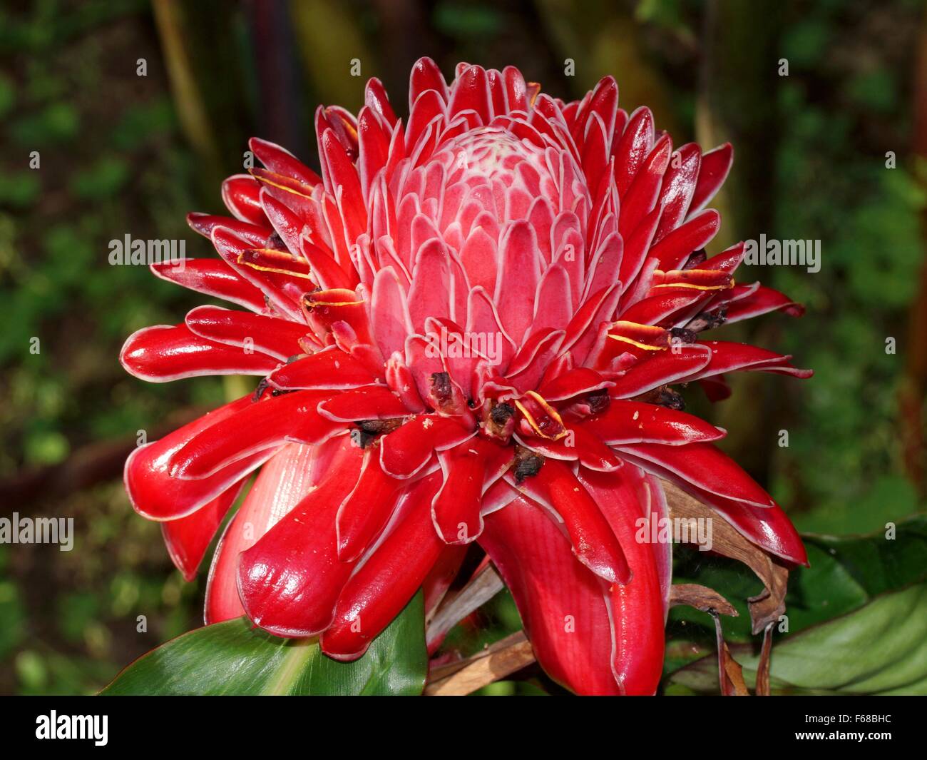 Etlingera fleur, fleur de Gingembre Gingembre, torche, red ginger lily, lily torche, le gingembre sauvage. Zingiberales Banque D'Images