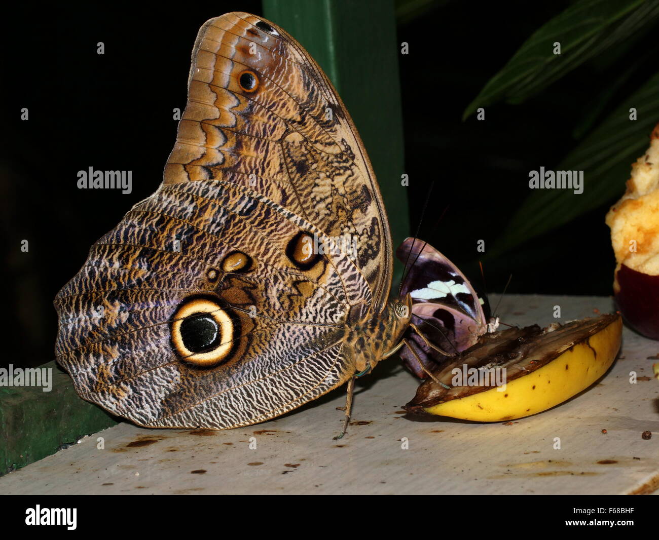 Blue Morpho Butterfly se régale de fruits. Caligo sp. Banque D'Images