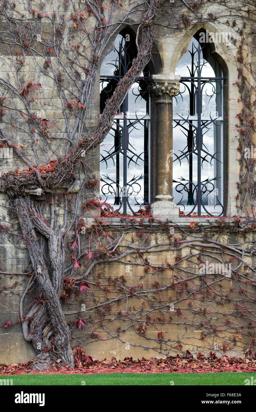 Lierre grimpant à l'automne sur le pré, Christ Church, Oxford Banque D'Images