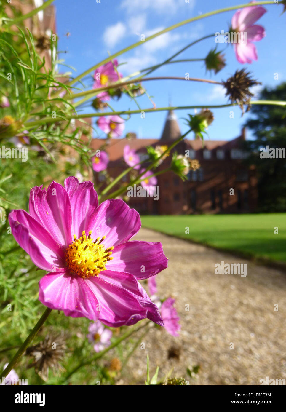 Cosmos fleurs en été au Girton College, Cambridge, UK Banque D'Images
