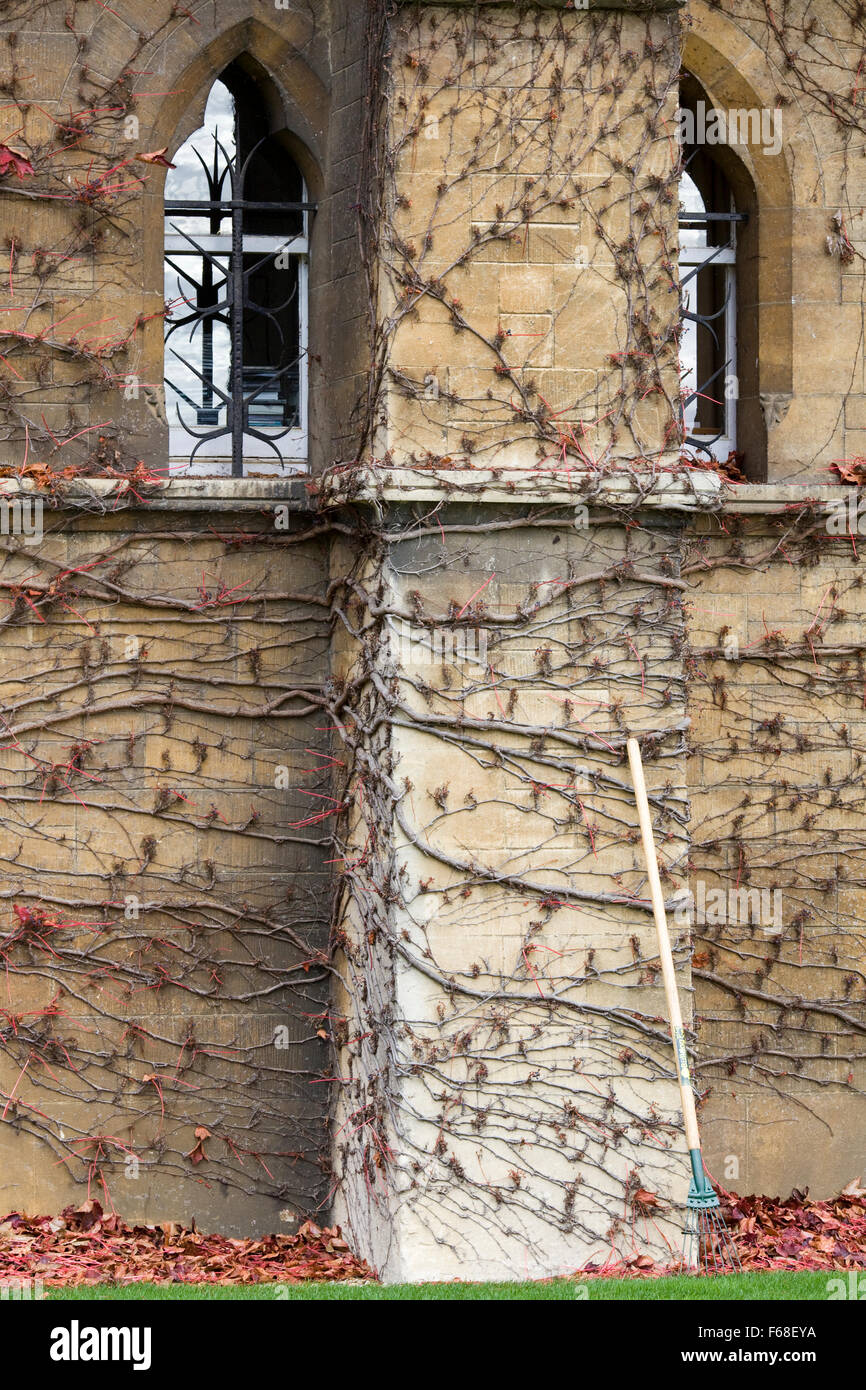 Lierre grimpant à l'automne sur le pré, Christ Church, Oxford Banque D'Images