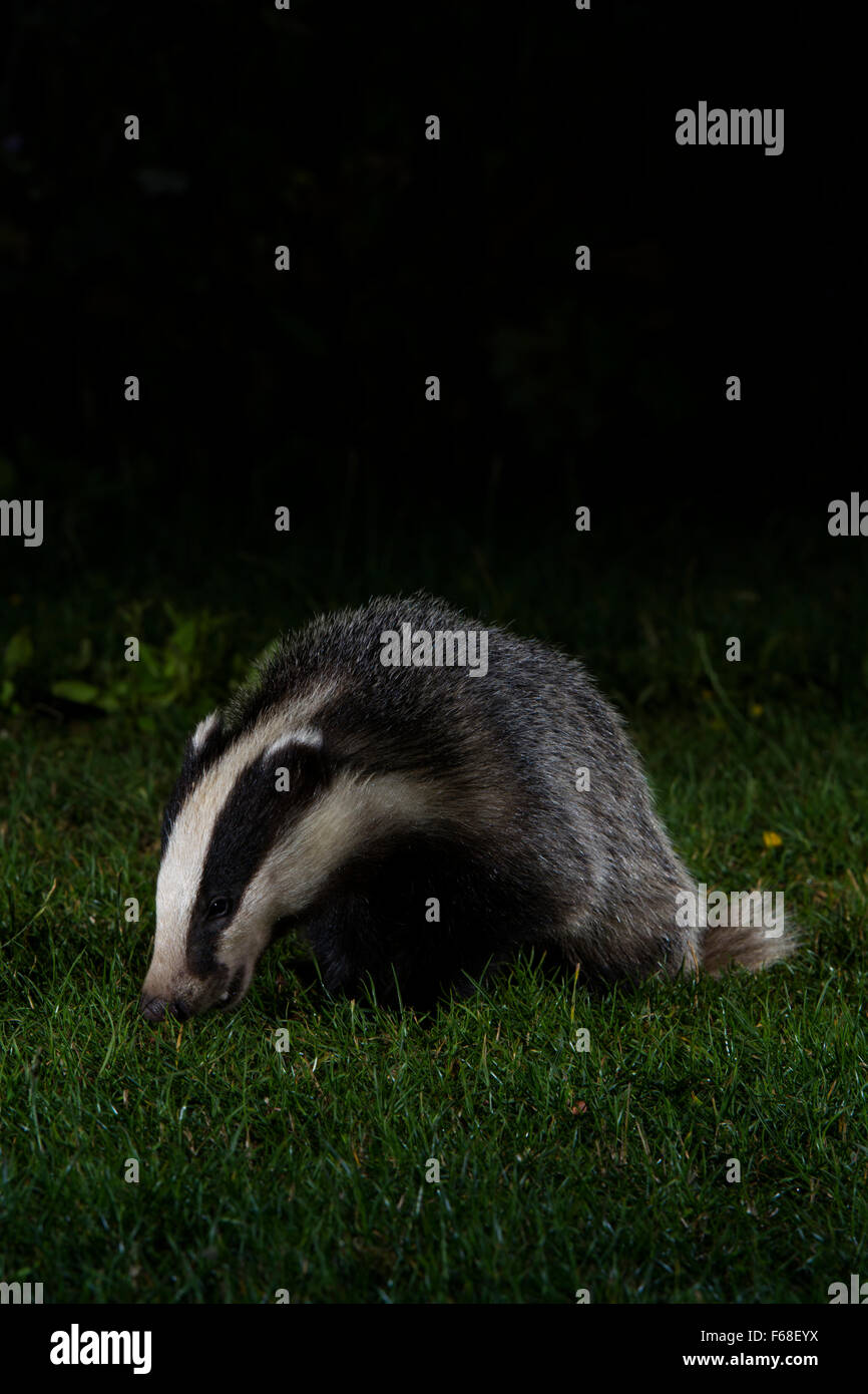 Un eurasien jeune blaireau (Meles meles) à la recherche de nourriture dans la nuit dans le jardin de banlieue, Hastings, East Sussex, UK Banque D'Images