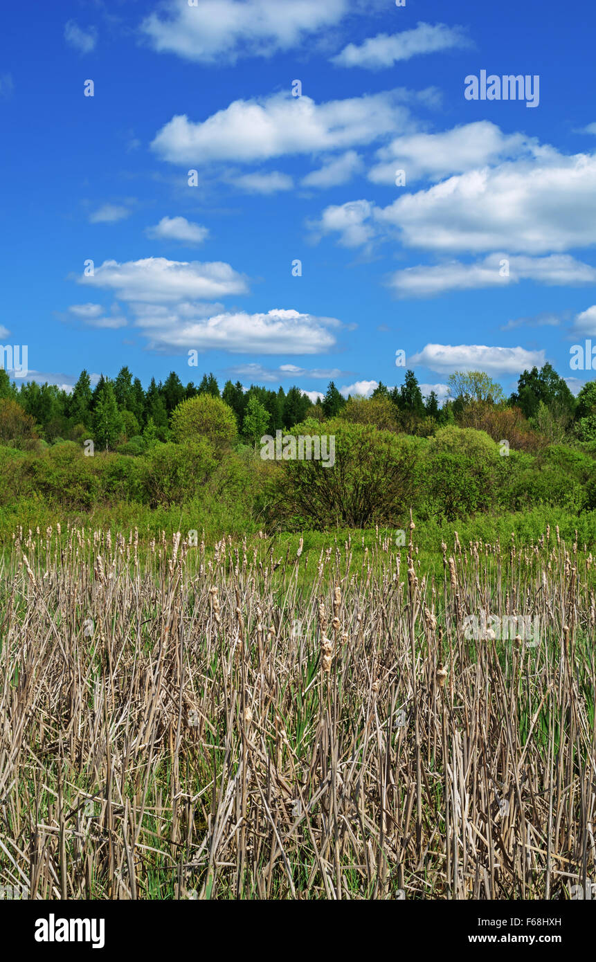 Canne à sec sur une tourbière. Paysage de printemps. Banque D'Images