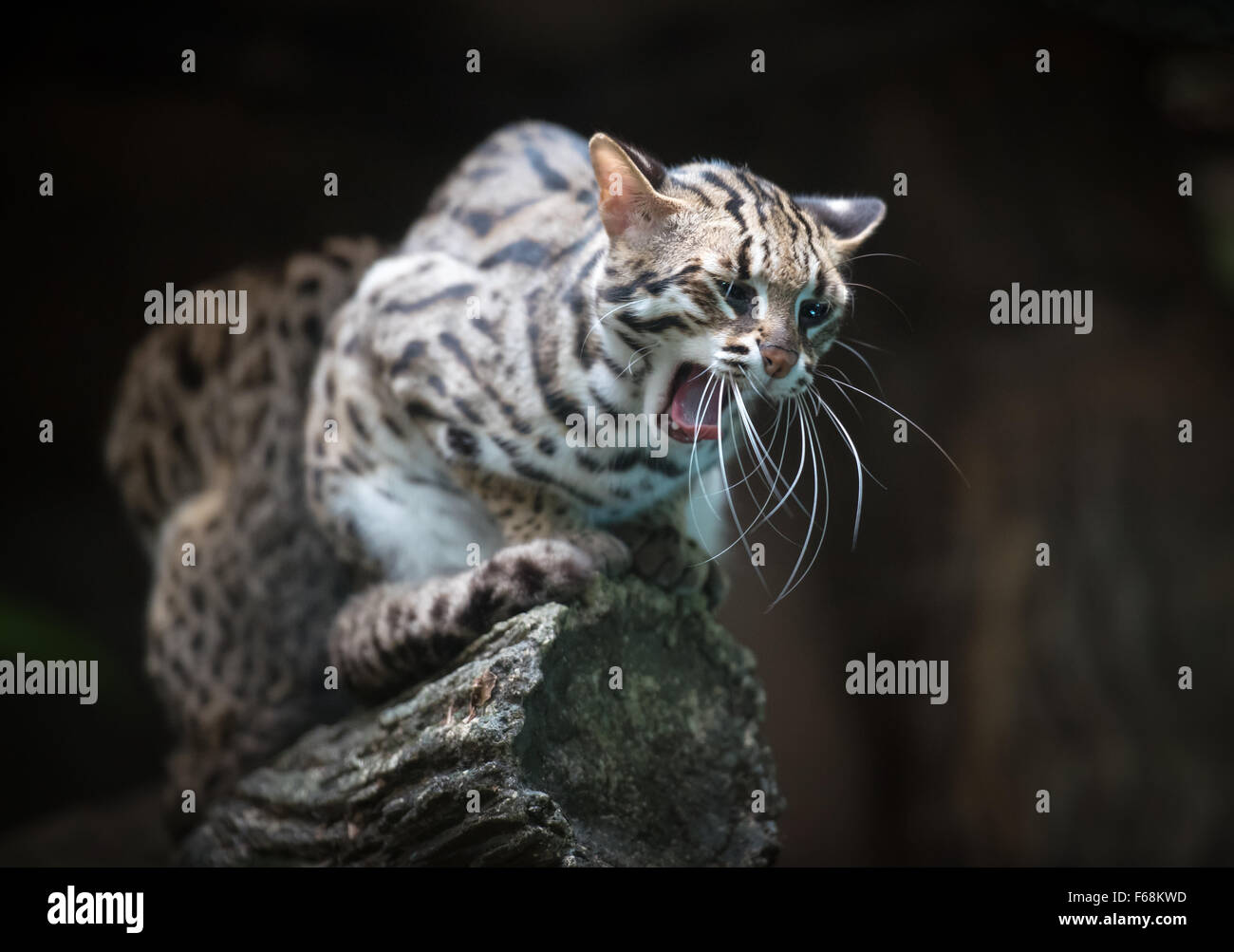 Chat-léopard en colère disant miaou Banque D'Images