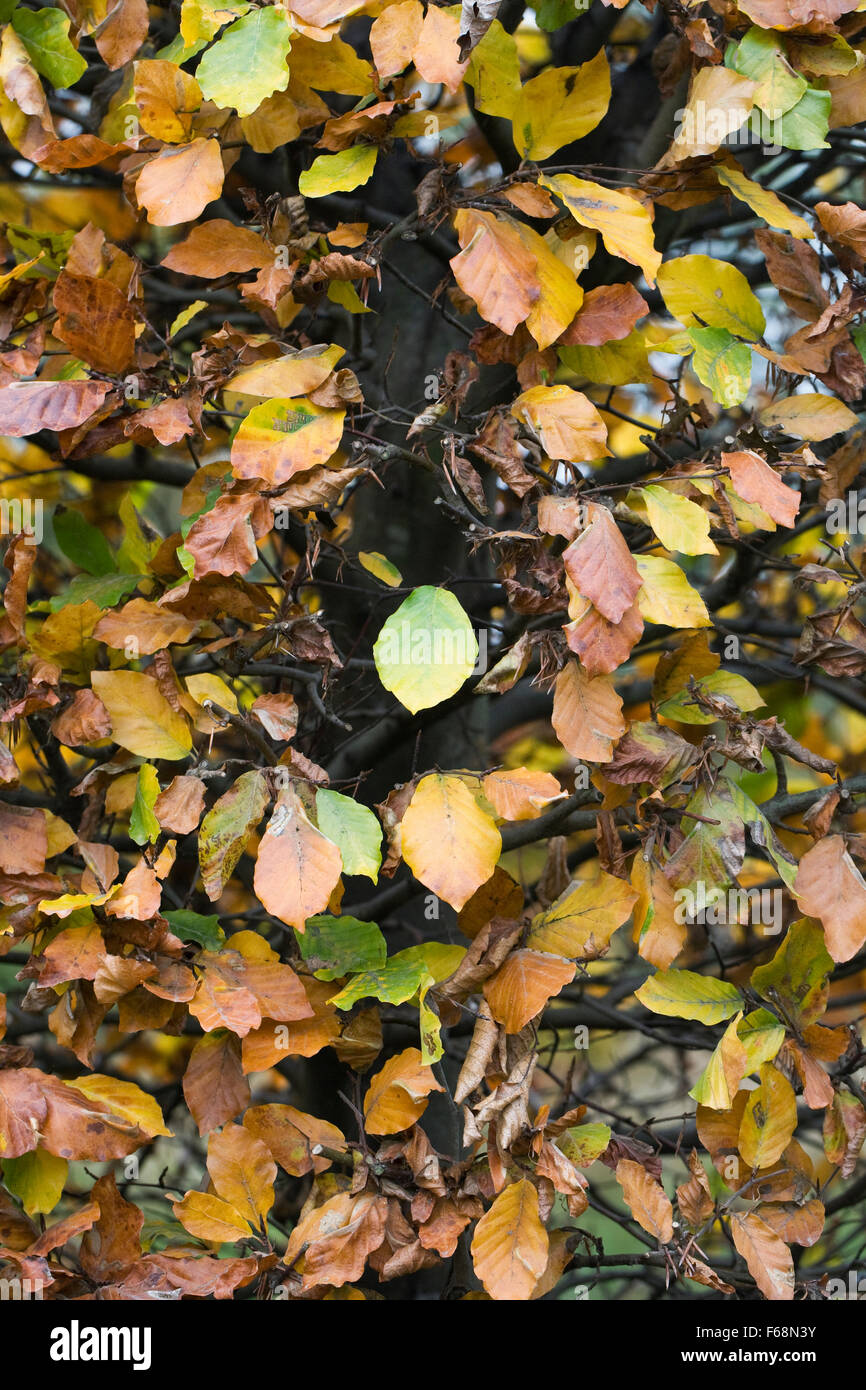Fagus sylvatica en automne. Le hêtre commun de couverture. Banque D'Images