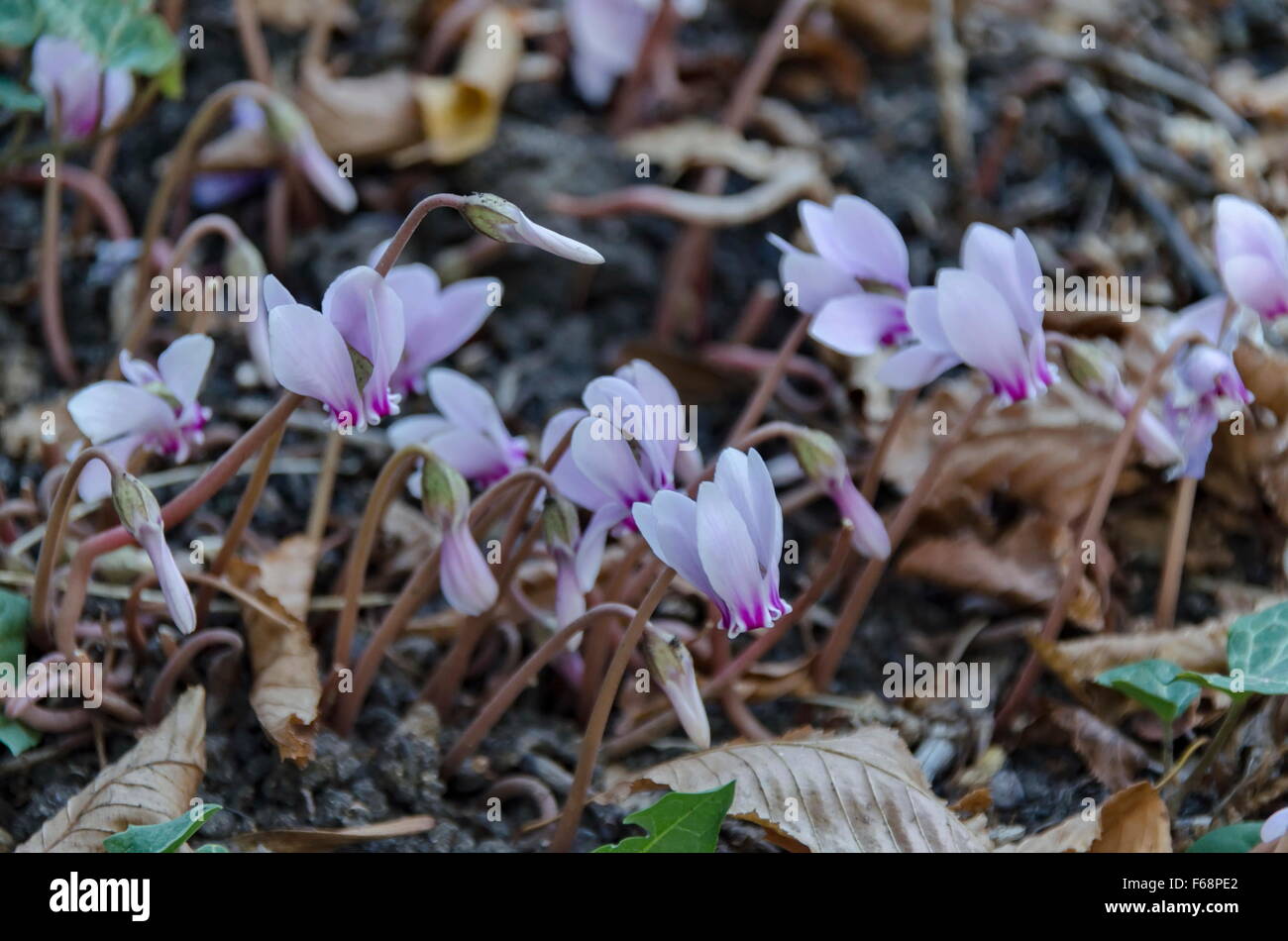 Fleur rose fleur de cyclamens sauvages dans le parc, Sofia, Bulgarie Banque D'Images