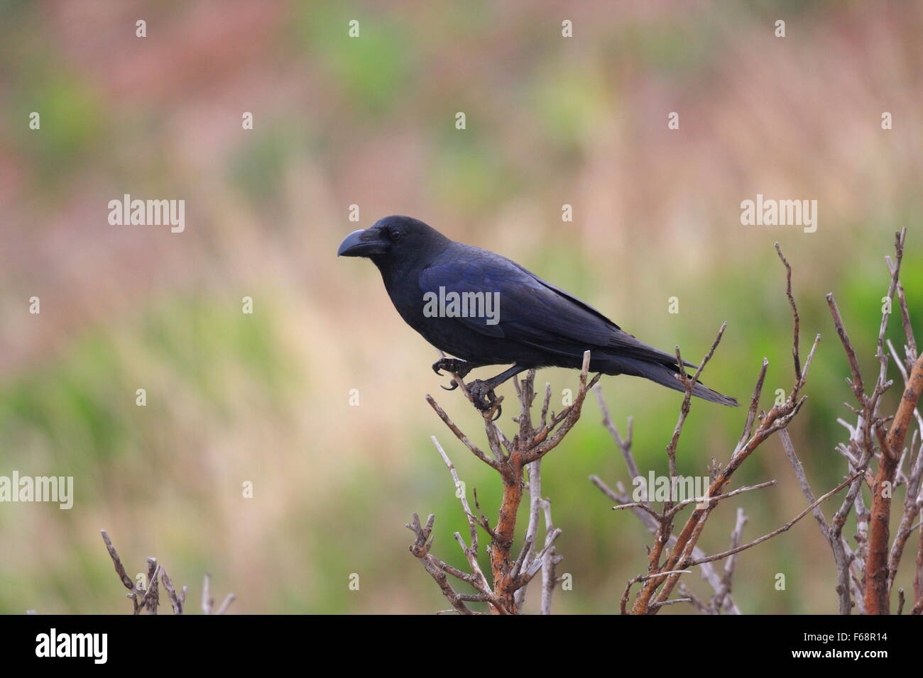 Gros-bec-de-Corbeau (Corvus macrorhynchos) au Japon Banque D'Images