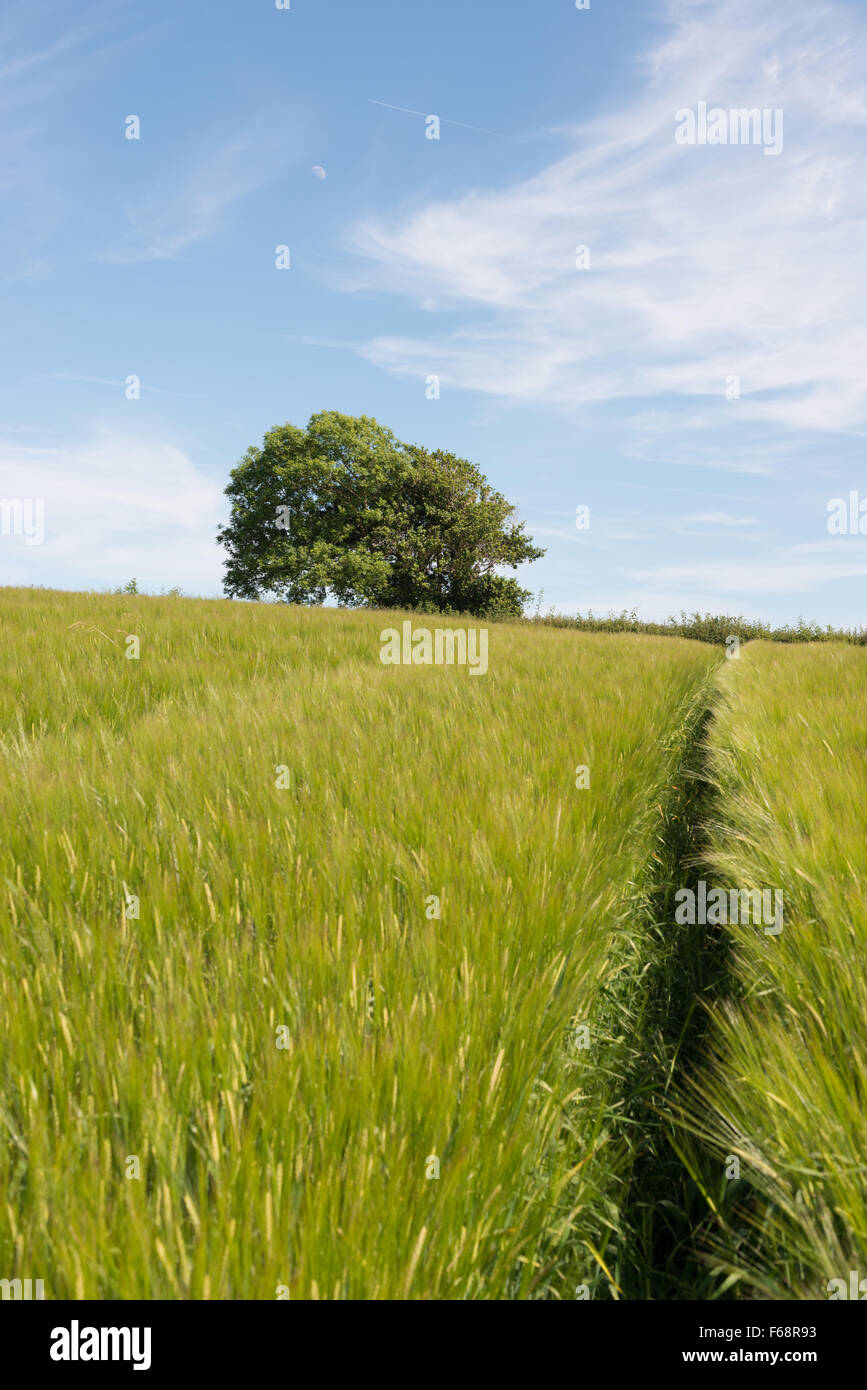 Champ d'orge par sentier vers haie sur bord de champ dans la distance. Moon in sky Banque D'Images