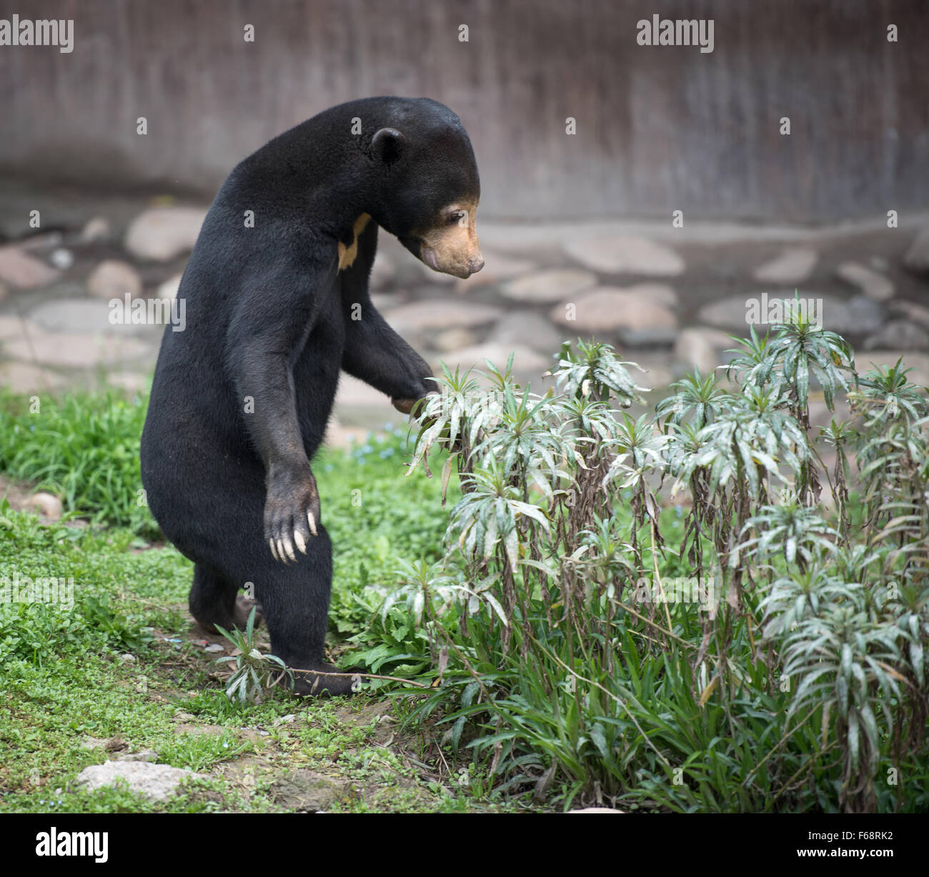 Malayan ours debout sur ses pattes par un buisson de surprise Banque D'Images
