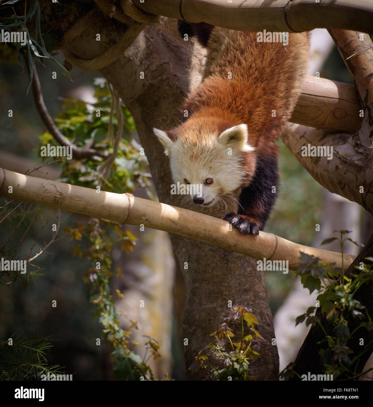 Le panda rouge escalade un arbre Banque D'Images
