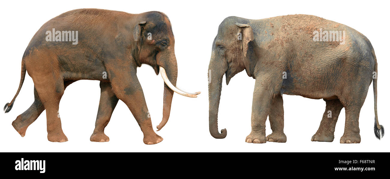 Deux éléphants indiens isolated on white Banque D'Images