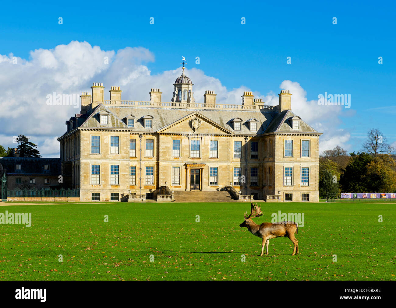 Cerfs en face de Belton House, près de Grantham, Lincolnshire, Angleterre, Royaume-Uni Banque D'Images