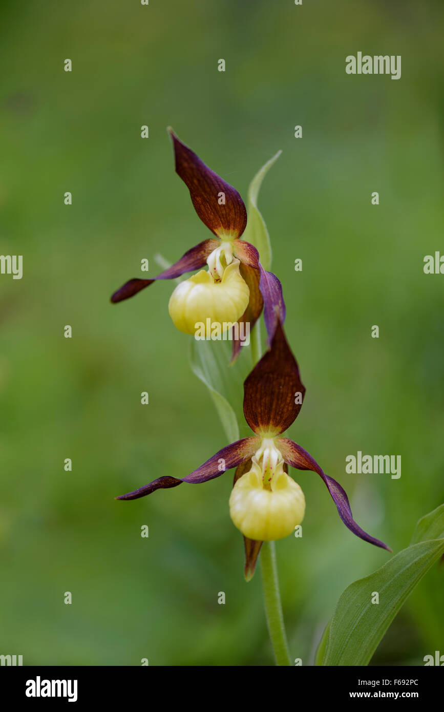 Europaeischer Frauenschuh, Cypripedium calceolus, Lady's Slipper Orchid Banque D'Images