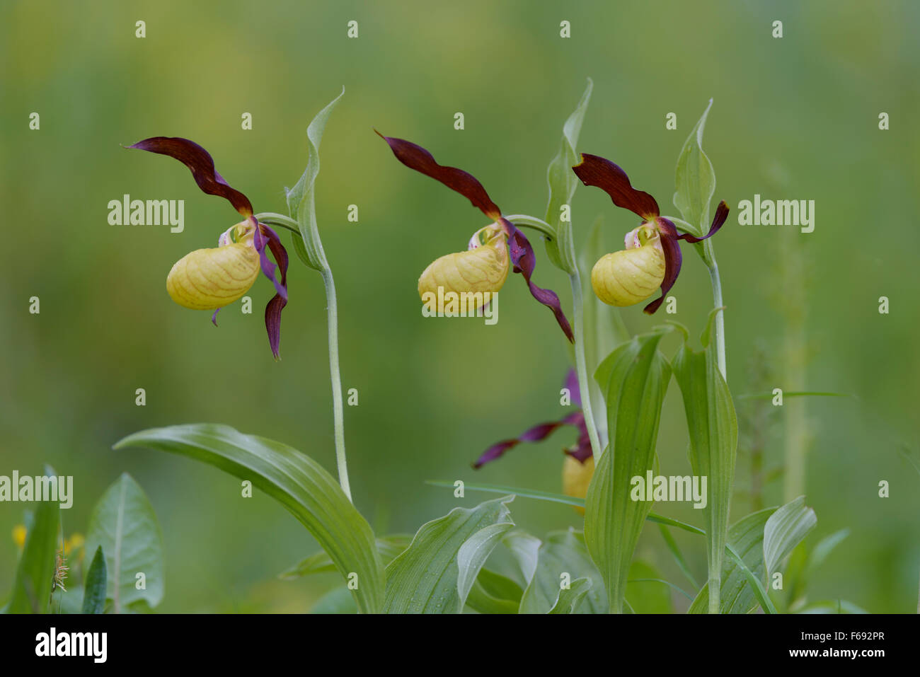 Europaeischer Frauenschuh, Cypripedium calceolus, Lady's Slipper Orchid Banque D'Images