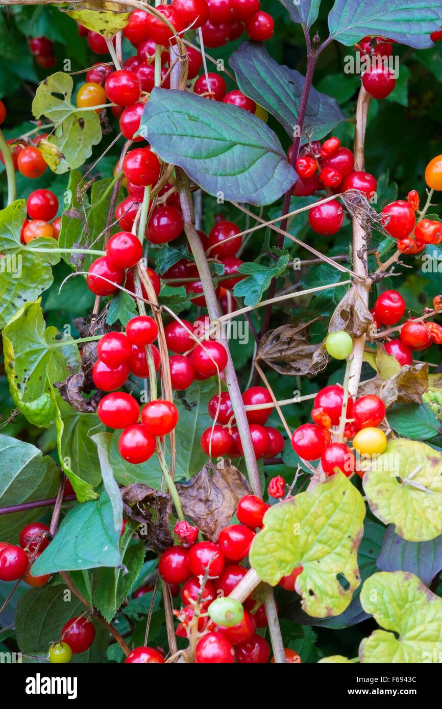 Bryony noir - Tamus communis, fruits mûrs à l'automne haie. Banque D'Images