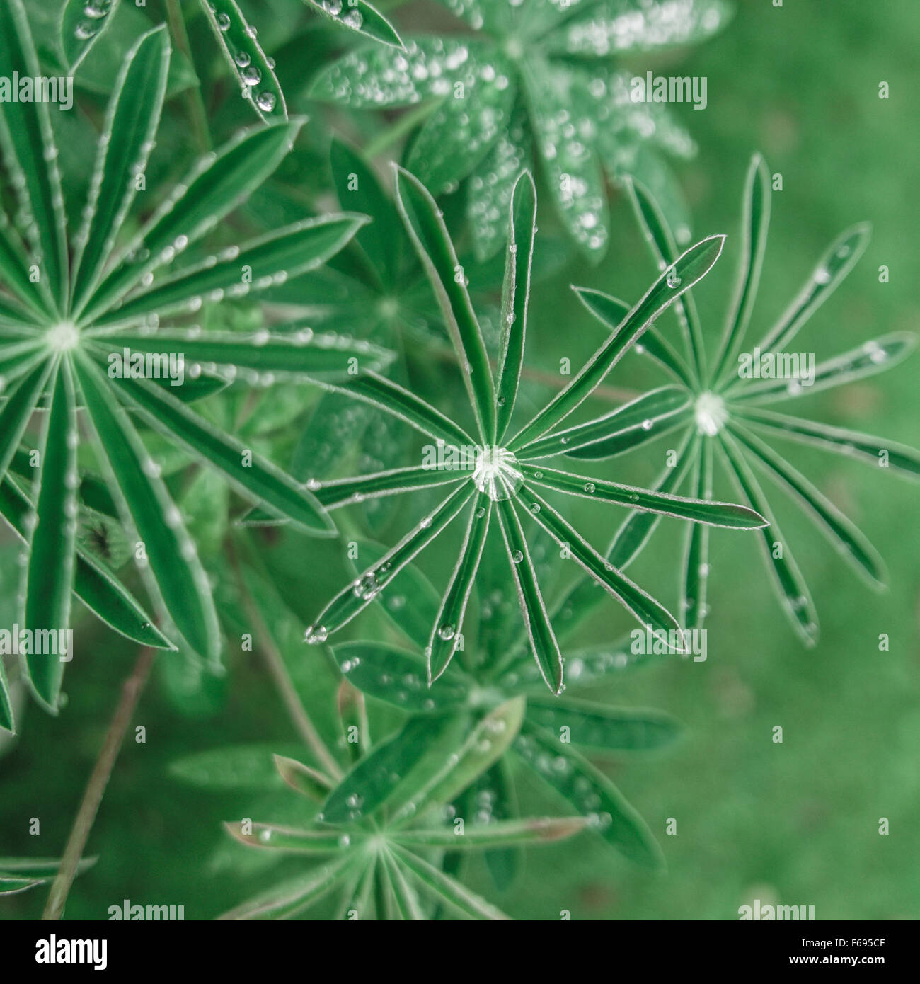 Fond vert frais de gouttelettes d'eau sur les feuilles délicates Banque D'Images