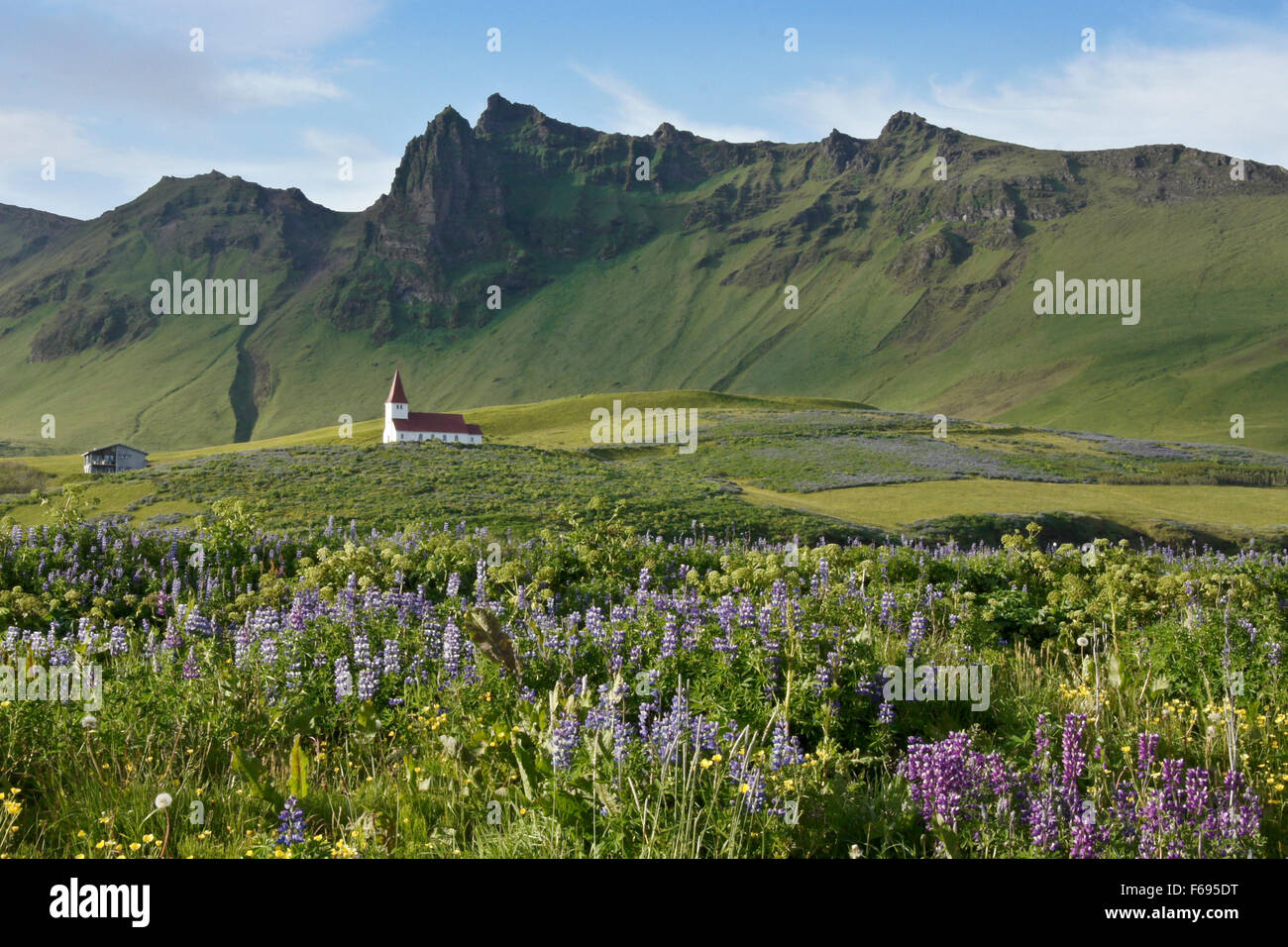 L'église et de domaines de lupin, l'été à Vik, Islande Banque D'Images