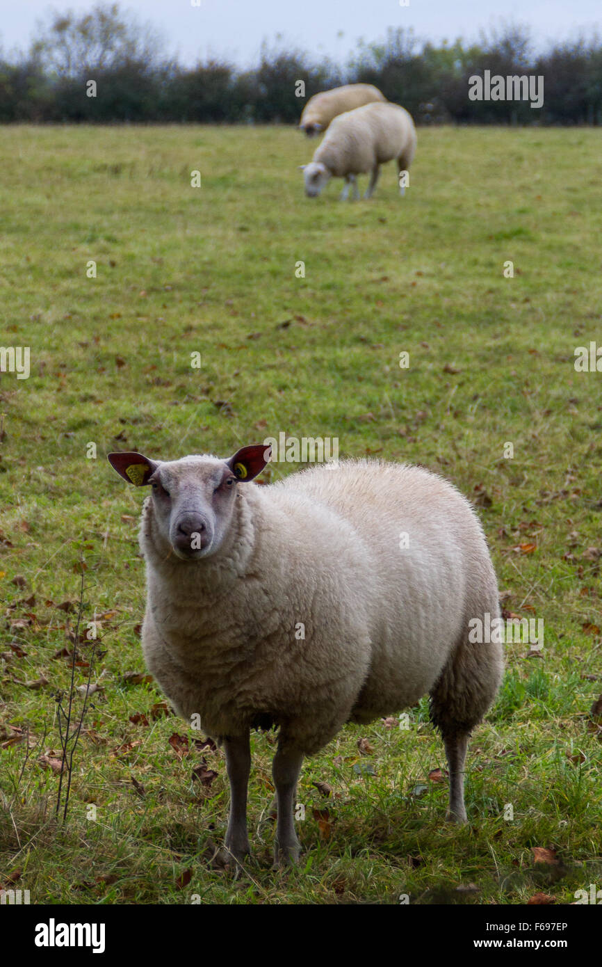 Trois des moutons paissant dans les régions rurales du nord de l'Irlande une terre agricole. Banque D'Images