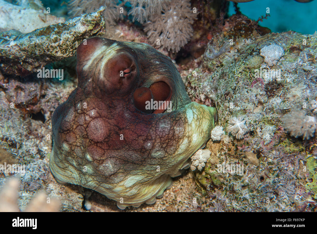 Big Red, octopus Octopus cyaneus, mollusques Cephalopoda, Charm el-Cheikh, Red Sea, Egypt Banque D'Images