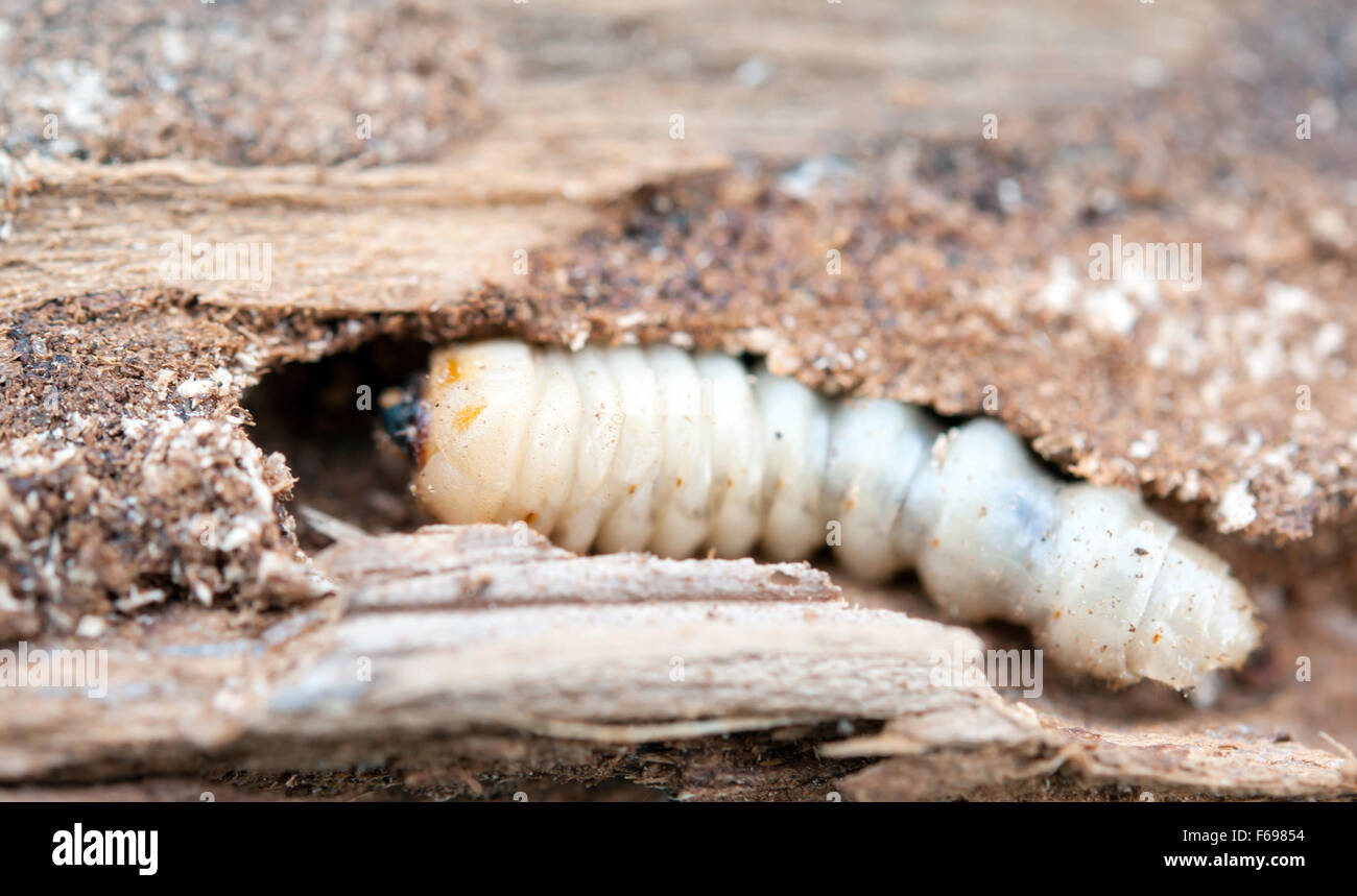 Peu woodworm Golf Polo se trouve sur un arbre Banque D'Images