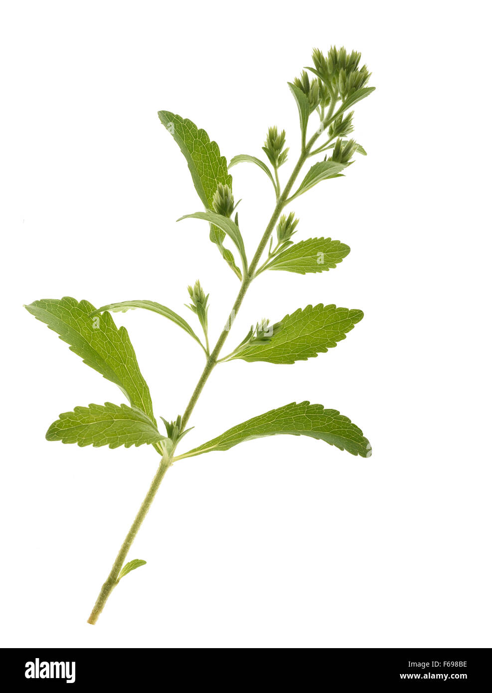 Fleurs Stevia isolated on white Banque D'Images